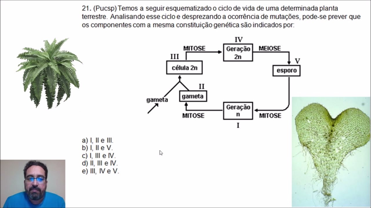QUESTÕES SOBRE ALGAS E CICLOS DE VIDA