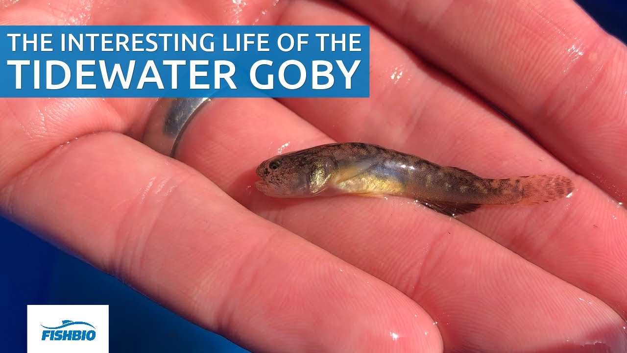 The interesting life of the Tidewater Goby