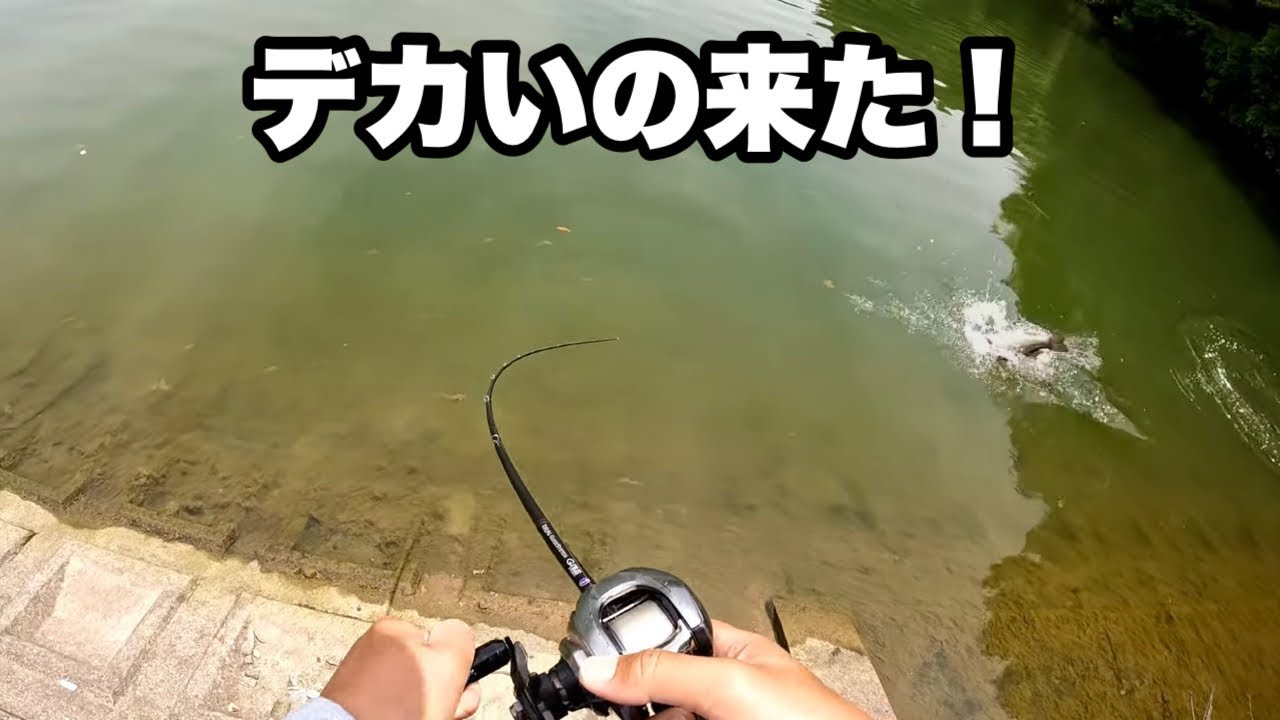 【野池新規開拓】これがあるから新規開拓はやめられへん！