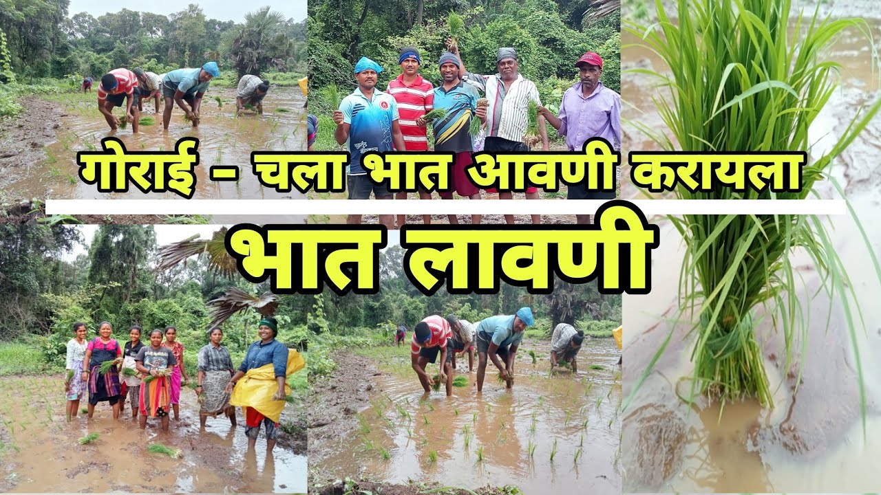 आदिवासी पारंपरिक पद्धतीने भात आवणी  l भात  लावणी l Bhat Lavani l Rice Farming l Borivali west gorai