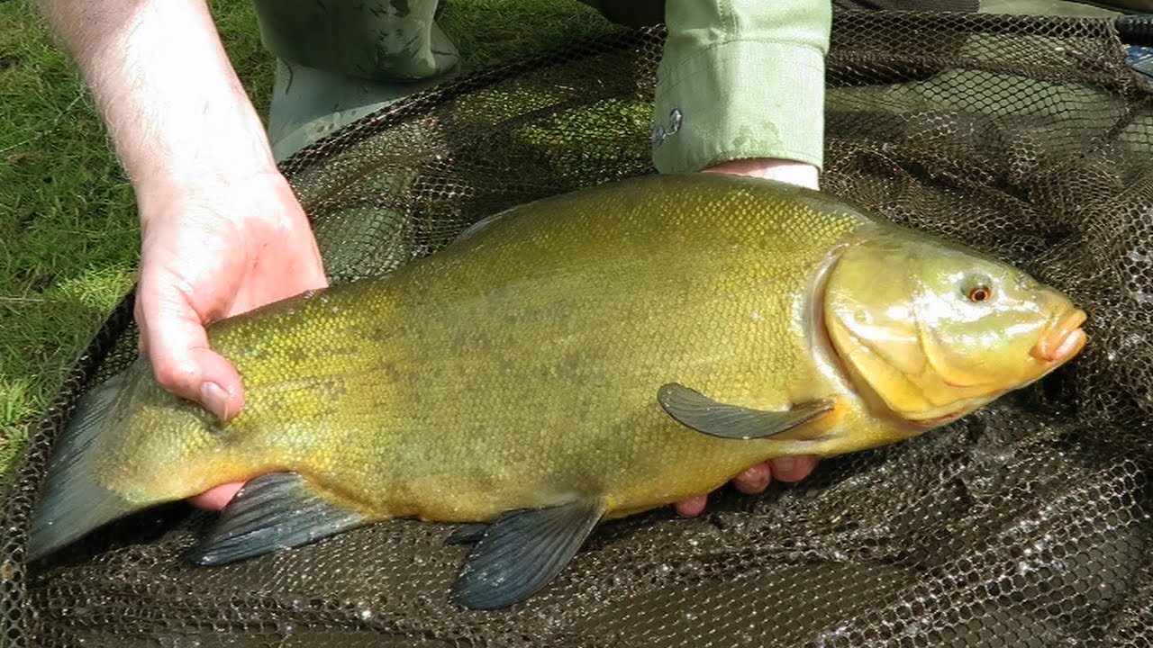 Tench - A Long Awaited Spring