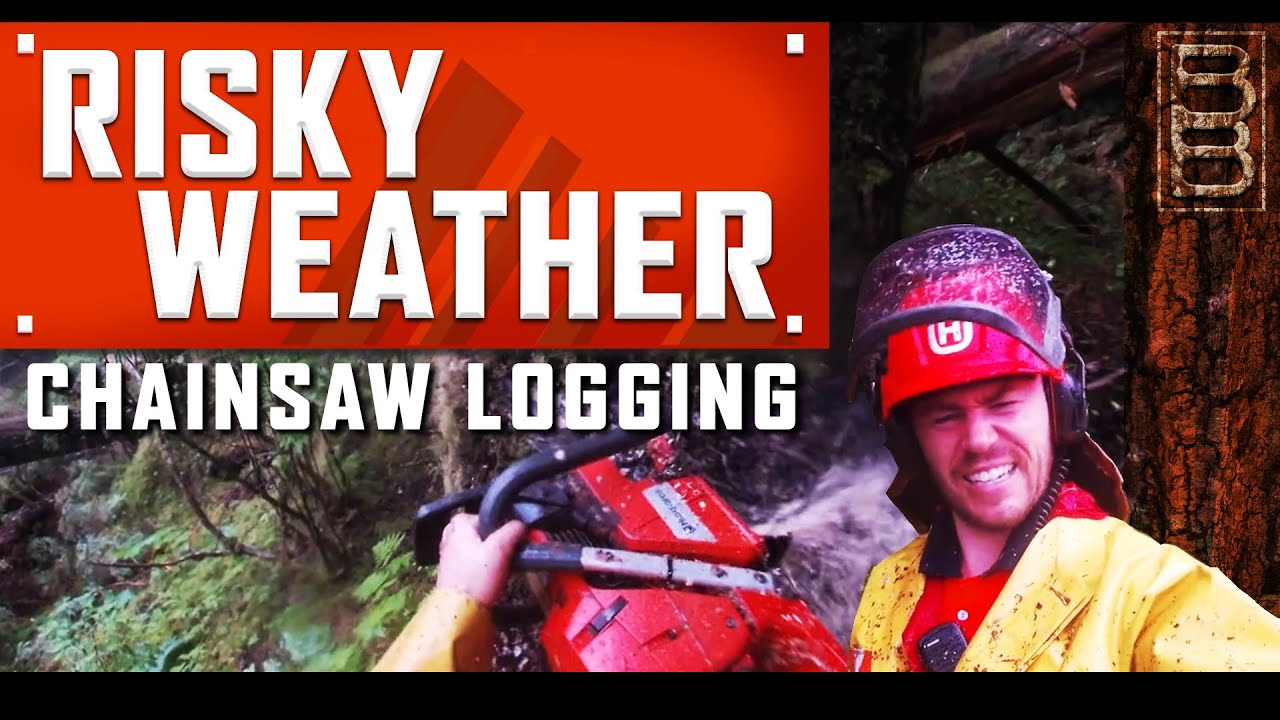 Risky Tree Cutting POV | Falling Three HUGE Cedars