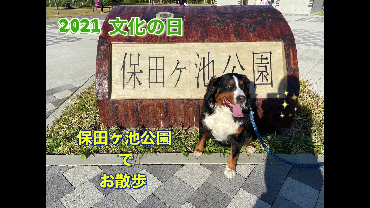 2021 文化の日 保田ヶ池公園でお散歩