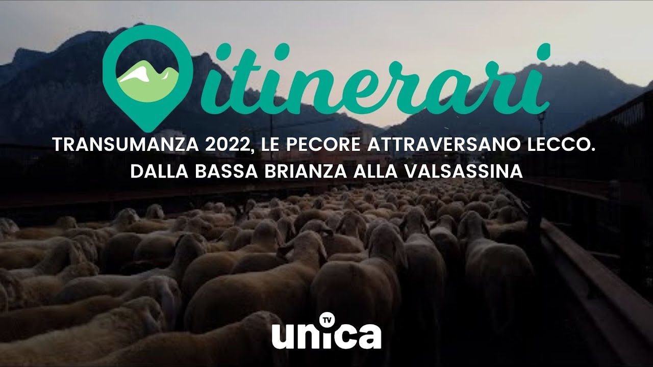 ITINERARI: TRANSUMANZA 2022, LE PECORE ATTRAVERSANO LECCO.  DALLA BASSA BRIANZA ALLA VALSASSINA