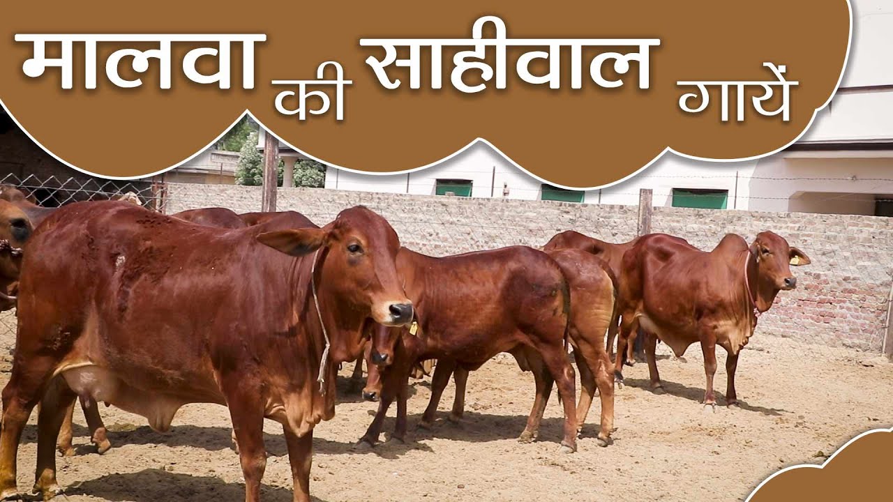साहीवाल की सुंदर गायें देखनी है तो एक बार डबवाली मलको की आना होगा | Beautiful Sahiwal Cow | KGSG |