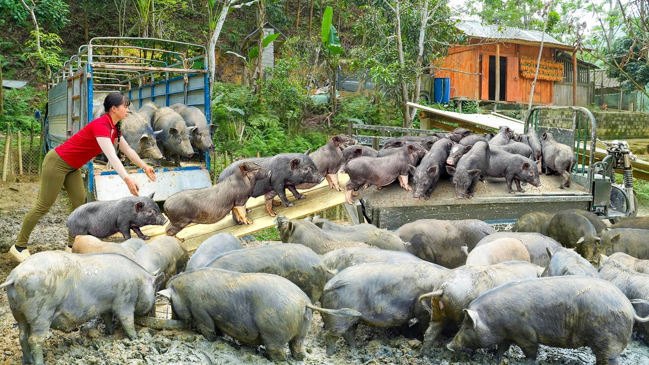 TIMELAPSE --316 Days Of Successfully Raising And Harvesting Pigs And Chickens On A Personal Farm