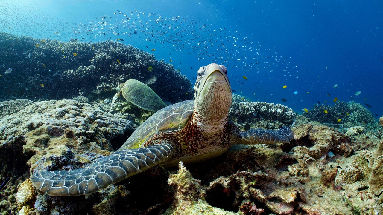 The Incredible Southern Great Barrier Reef - Heron Island - 8K RED V-Raptor Showreel