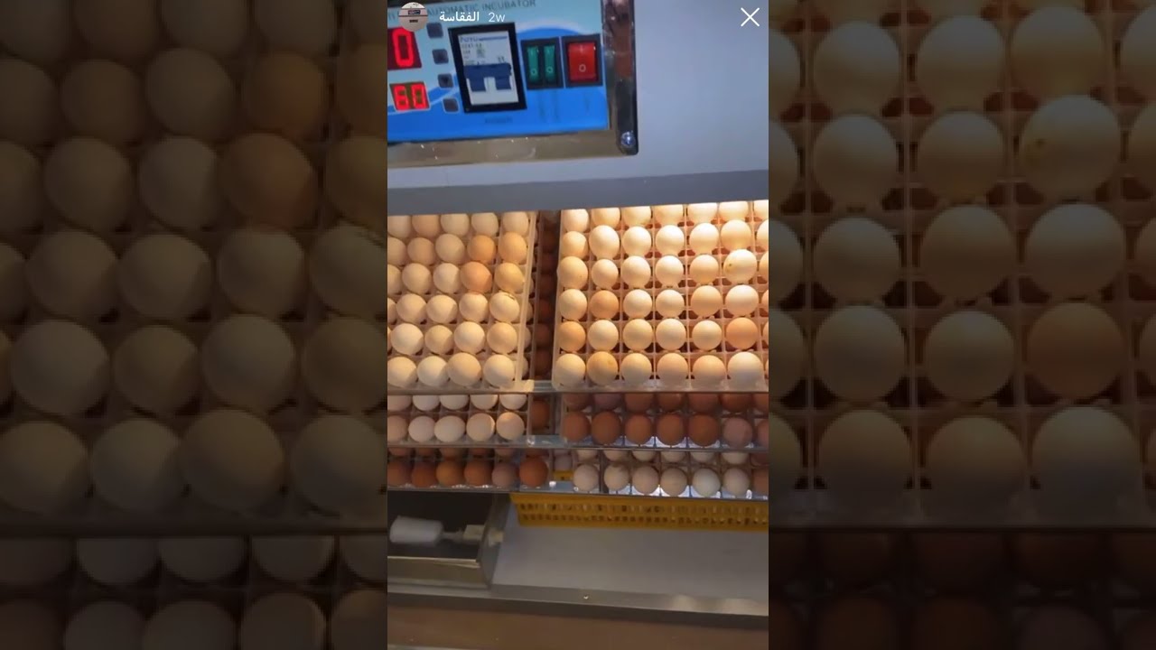 فقاسة البيض الجديدة فقست 🐤🐣🐥