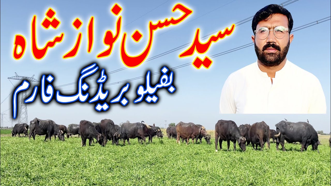 Syed Hassan Nawaz Shah buffalo breeding farm | buffalo breeding farm | buffalo farming in Pakistan
