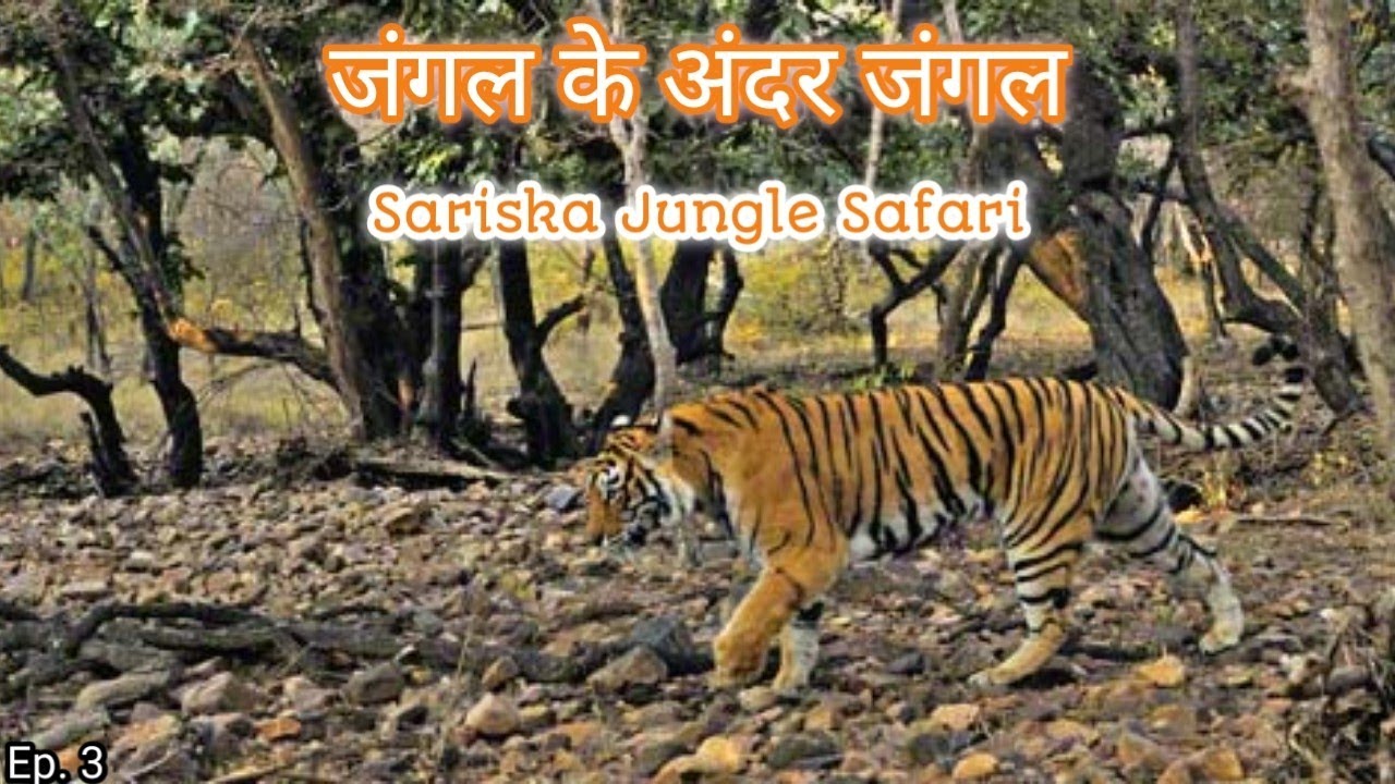 #Alwar Sariska Tiger Reserve Jungle Safari | Information | Complete Safari | Episode 3