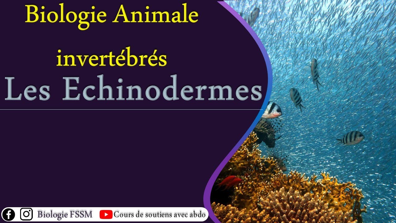 Biologie Animale des Invert&eacute;br&eacute;s : Les Echinodermes