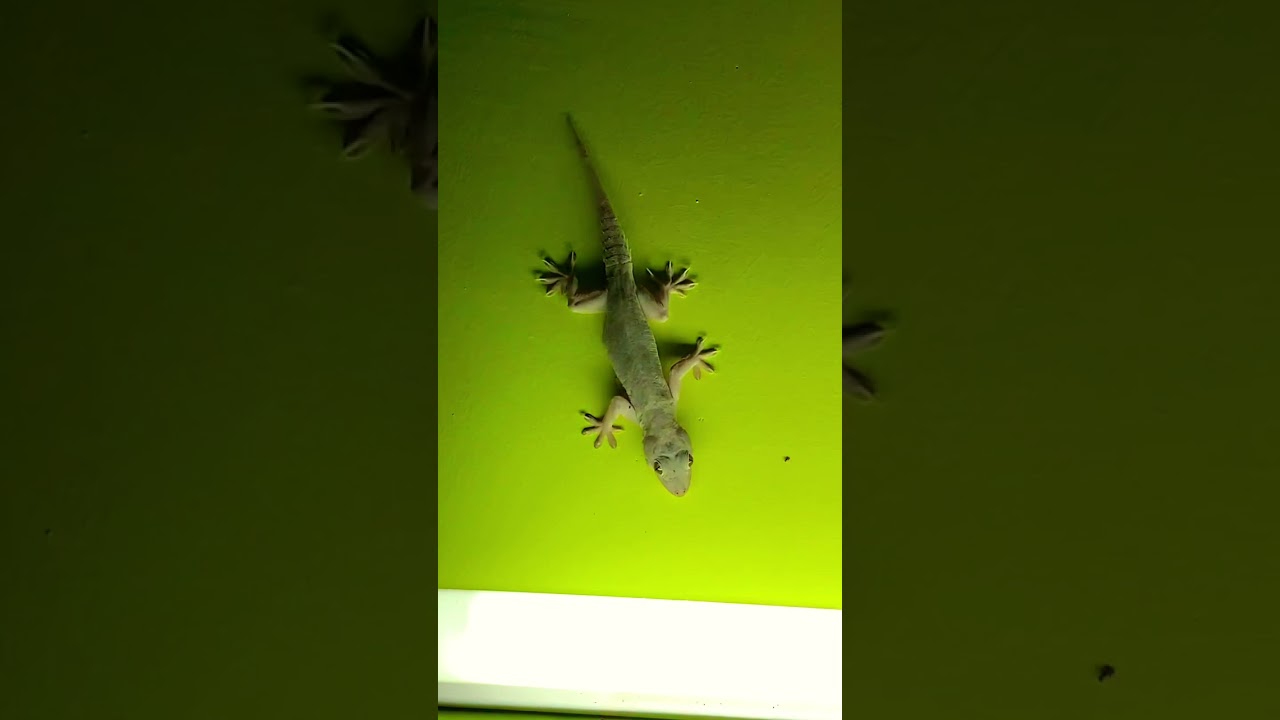 Nalli 🥺😳😳 #balli #avengers #trending #shorts