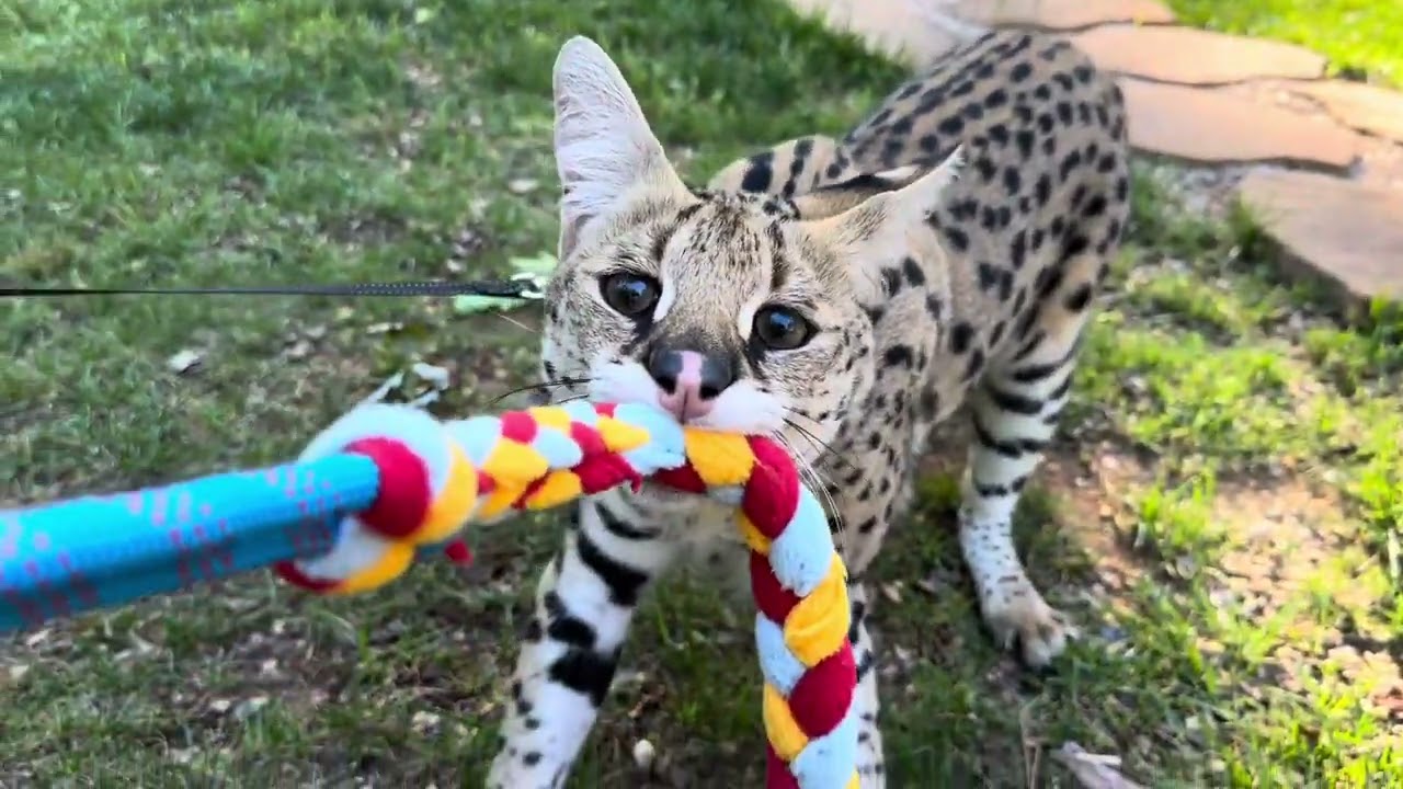 Serval Playing Outside