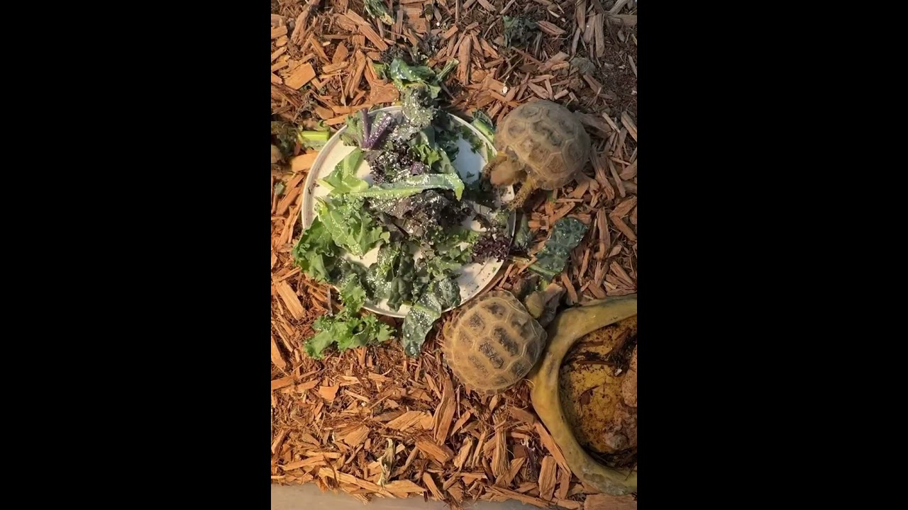 #tortoise #babytortoise #lasvegas #eating #cutetortoise #food #asmr