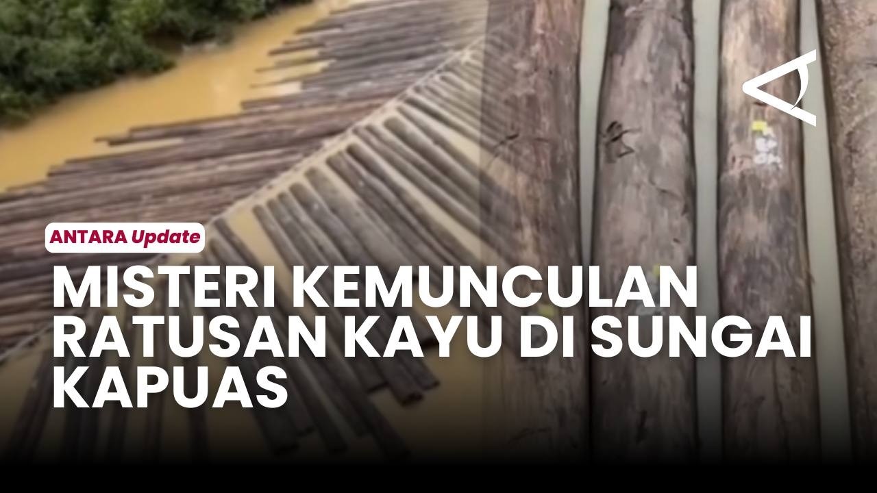 Heboh! Ratusan Gelondongan Kayu Tersusun Rapih di Sungai Kapuas