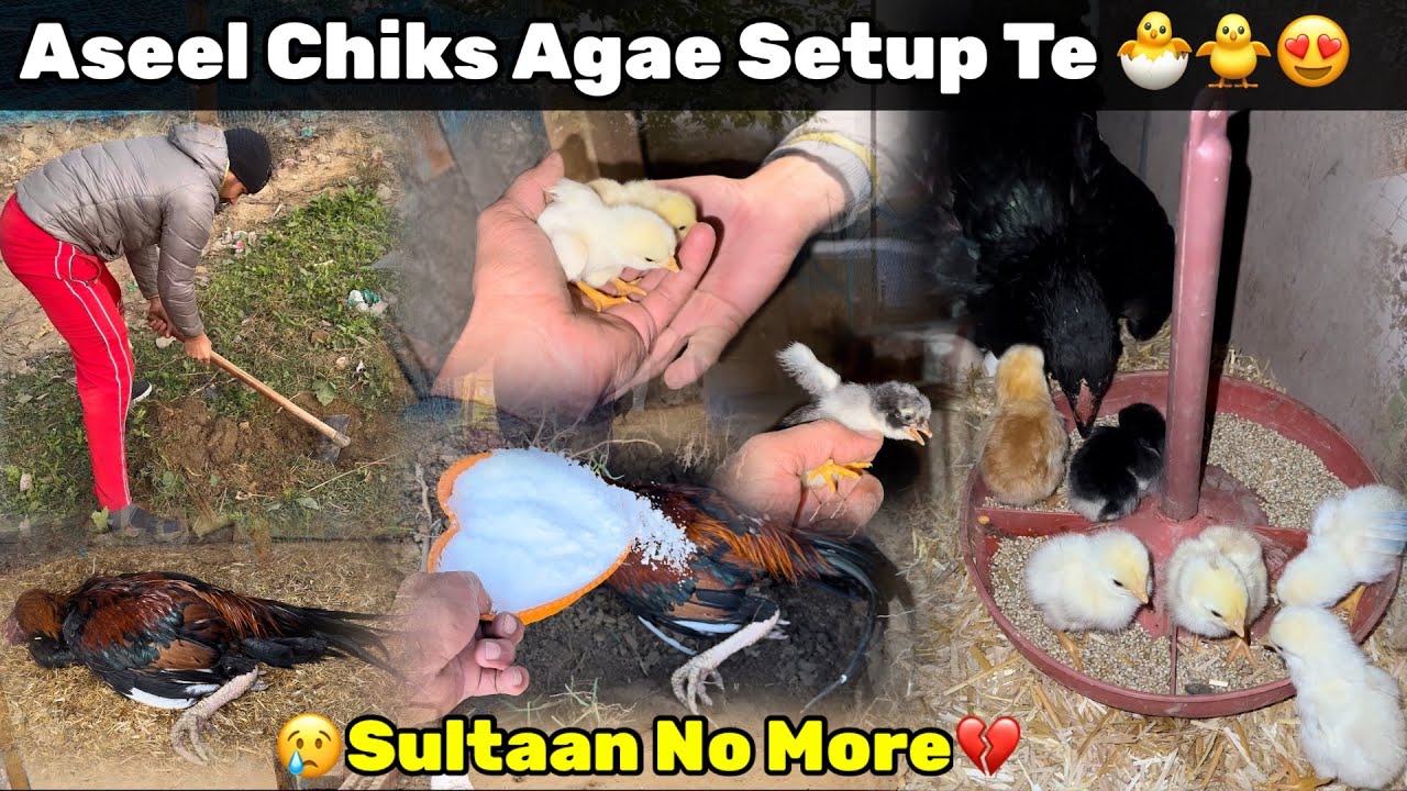 ਆਪਣੀ ਅਸੀਲ ਮੁਰਗੀ ਨੇ ਬੱਚੇ ਕੱਢ ਲਏ🐣|| Apna Aseel Murga Marr Gya😢💔|| Aseel Chiks ||  #petsvlog