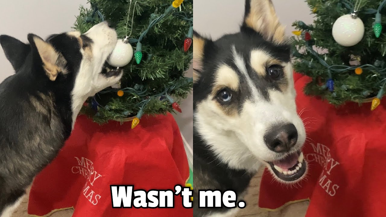 Husky Decorates Christmas Tree! (GONE WRONG)