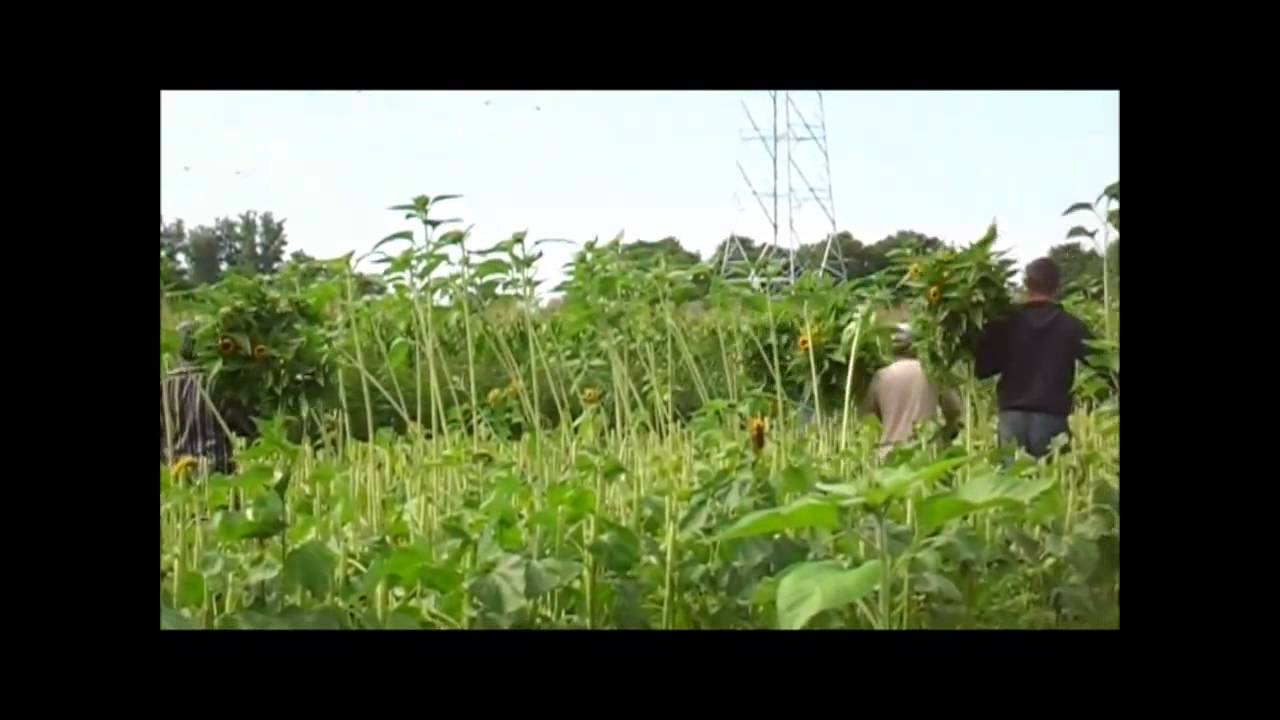 zonnebloemen oogsten in Halsteren