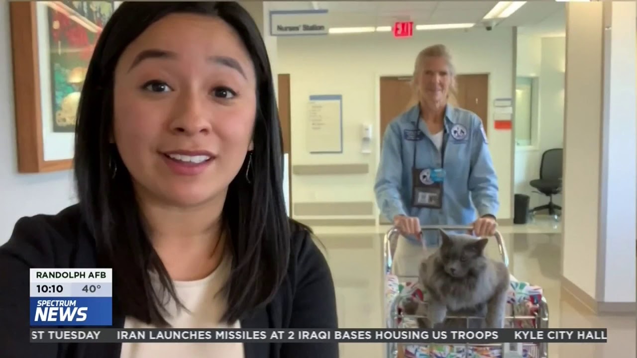 Twenty pound therapy cat big hit among hospital patients