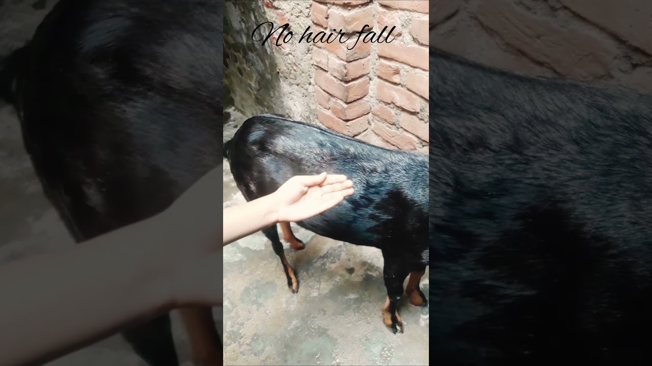 😂🤣😄😃😁😀😆😀😂🤣hair fall /no hair fall -and funny moment #my goats 🐐#ytshorts #goats #please subscribe 💛