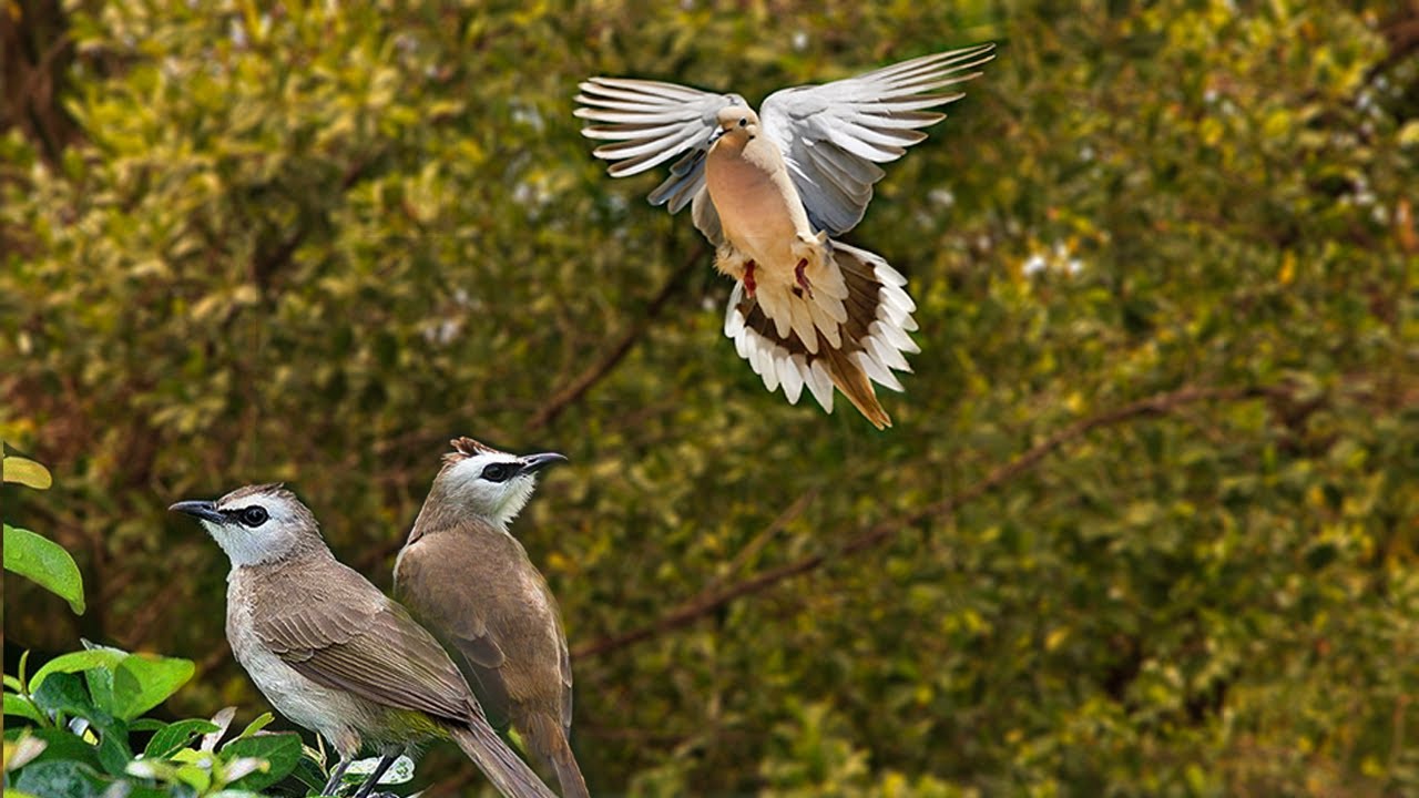 Bird call pure nature sounds | Cinematic Video nature | Soothing Nature Sounds
