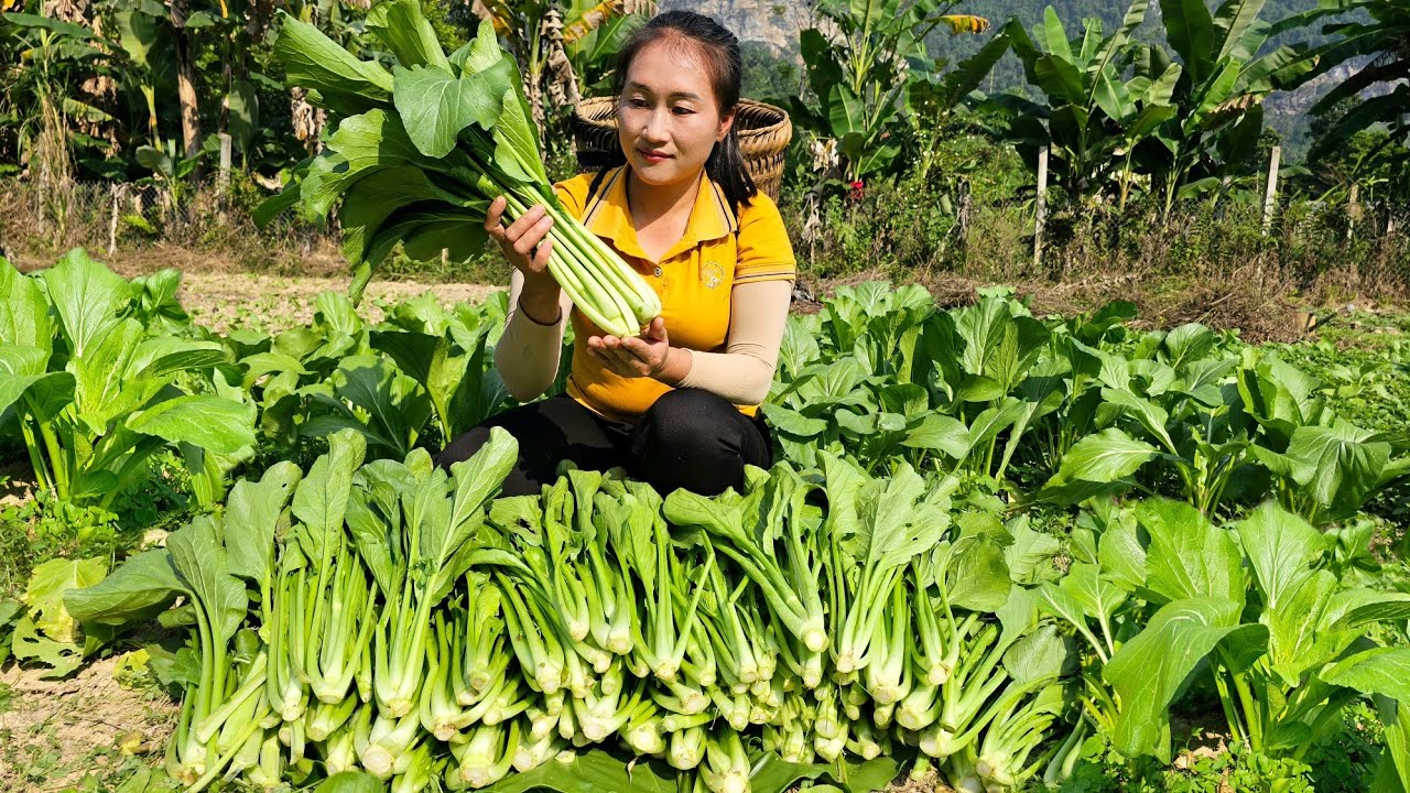 Harvest green vegetables bring to market to sell - Cooking | Ly Thi Tam
