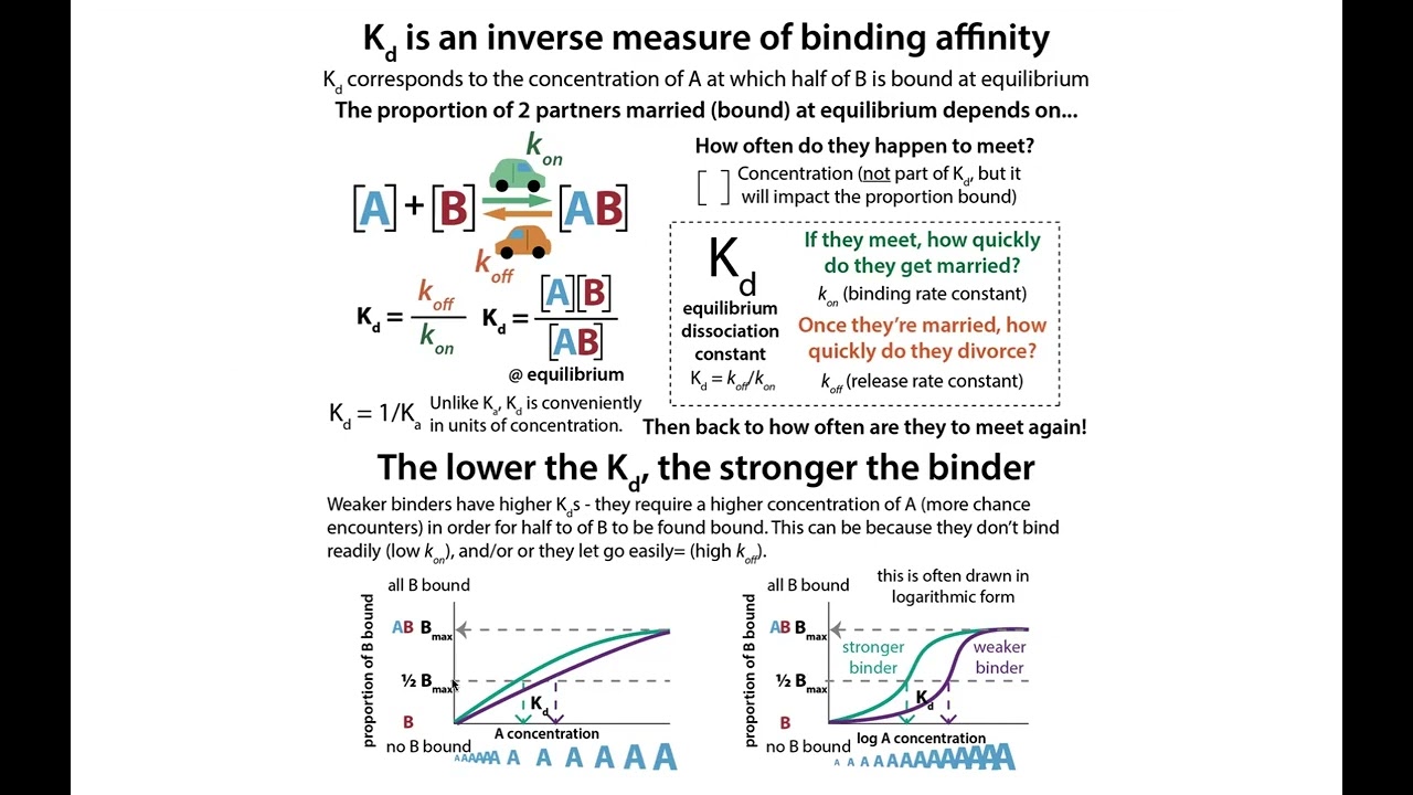 Quick overview of Kd (equilibrium dissociation constant) & binding affinity