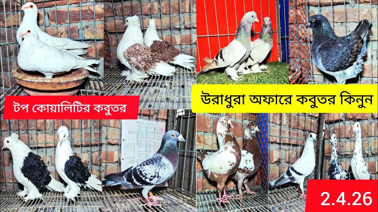 আজকে উরাধুরা অফারে কবুতর কিনোন ফিলব্যাক জানুন স্প্যানিশ পোটার কবুতরের দাম জানুন 