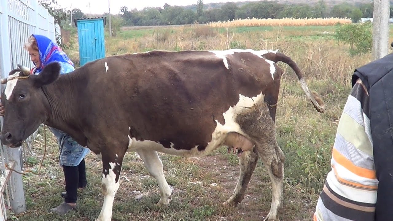 История  больной коровы. Пневмония
