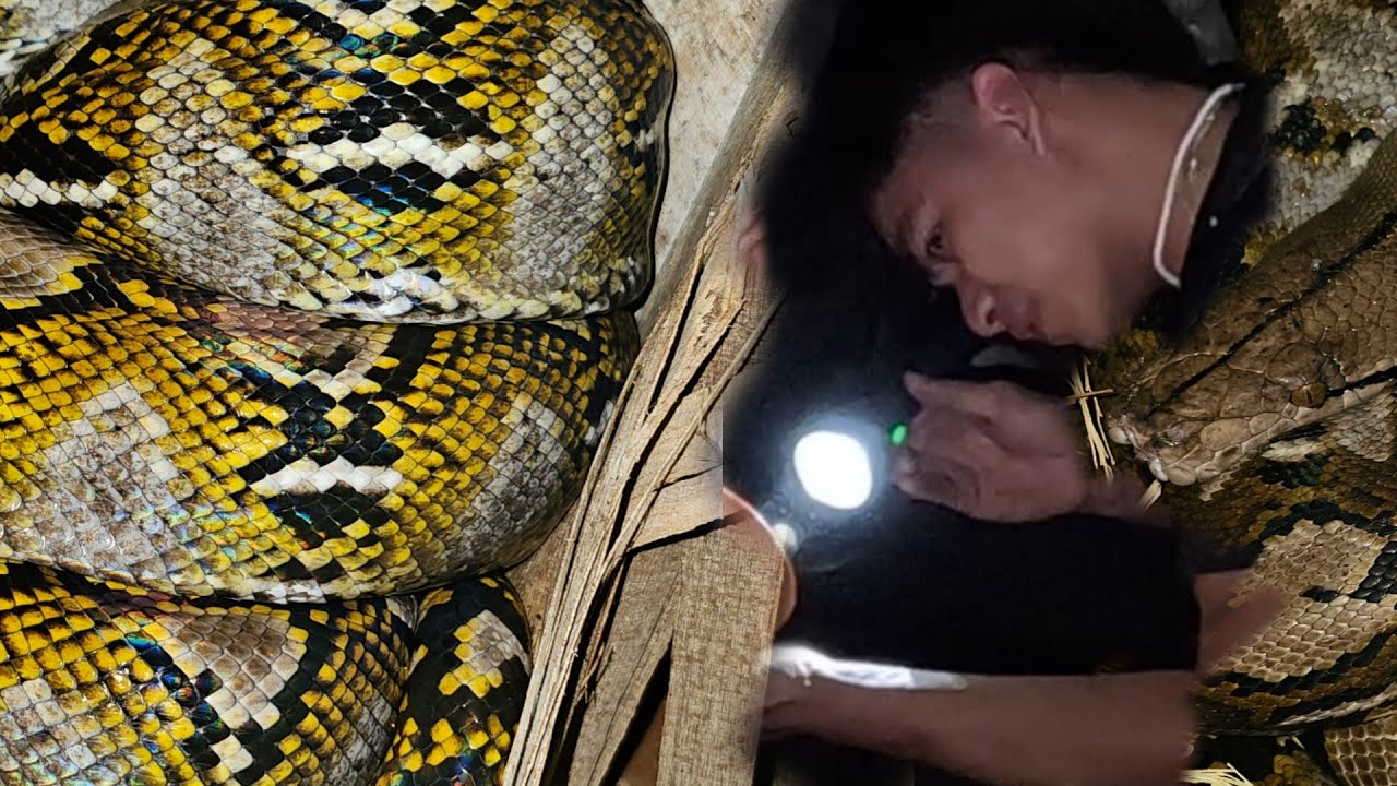 MGA JUMBO SAWA SA QUEZON CITY 