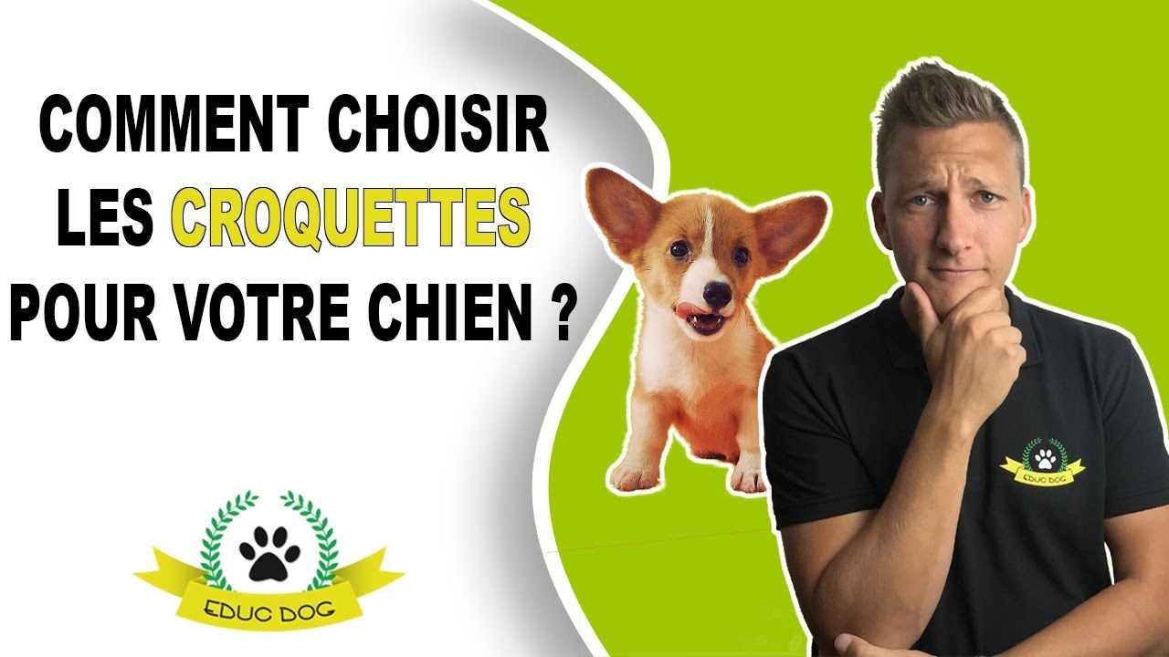 Quelles croquettes pour chien choisir ? Explications et conseils