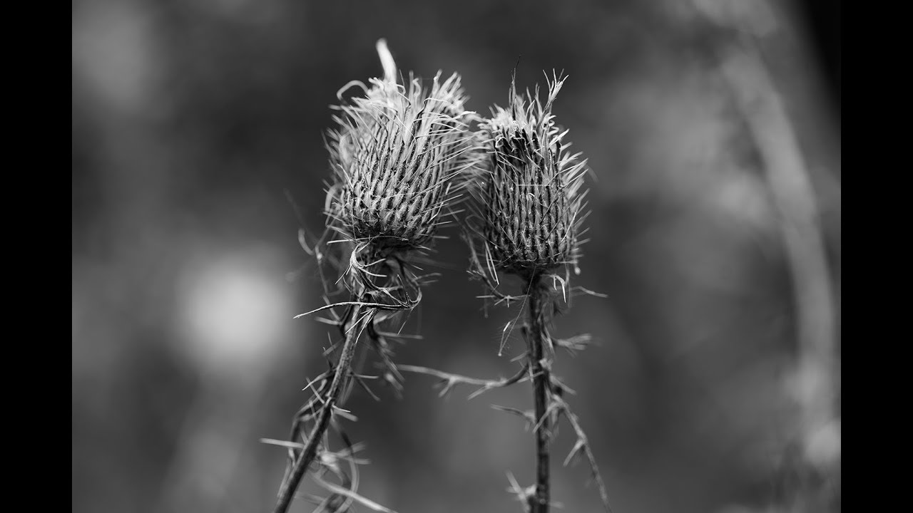 Intimate Landscape Photography in Black and White