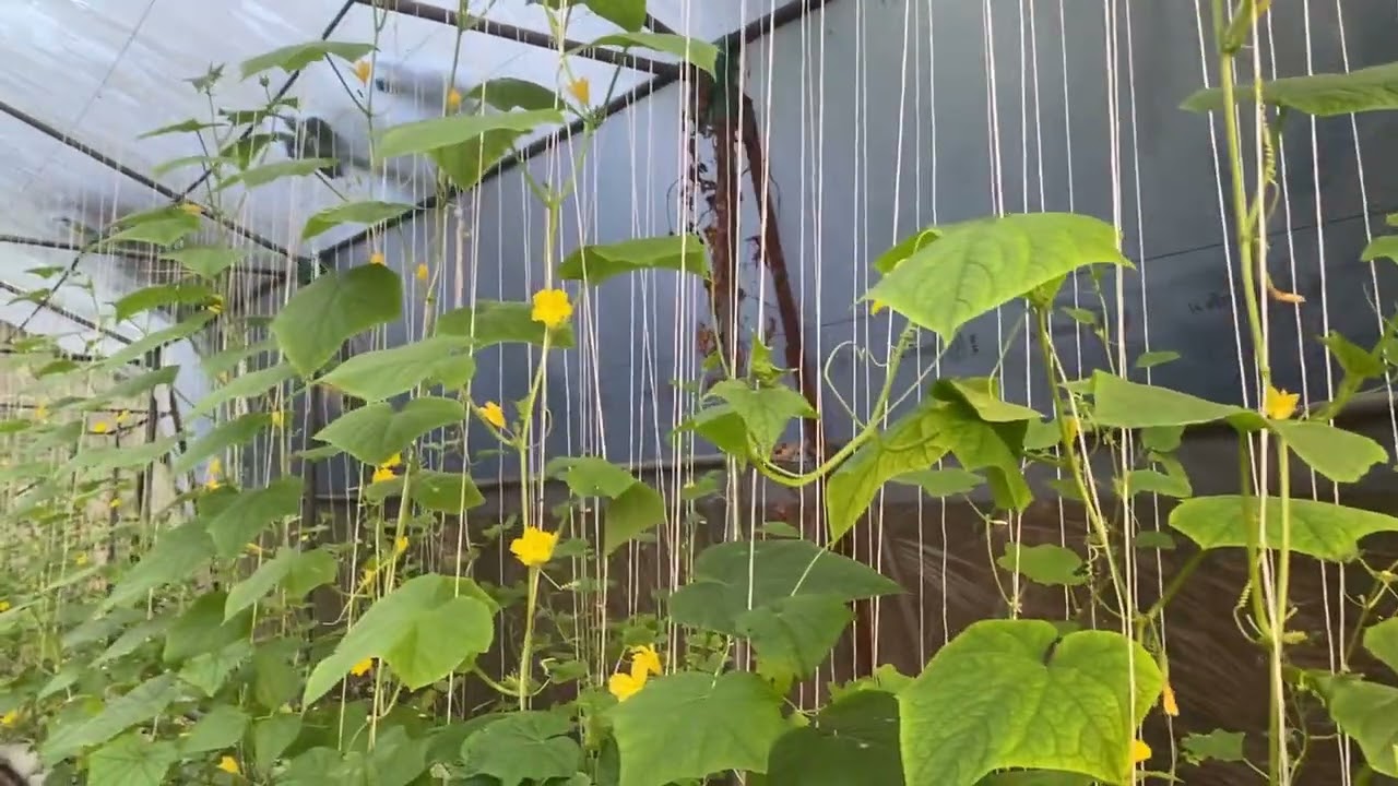 हाइड्रोपोनिक सेट-अप टूर // पॉलीहाउस अपडेट जनवरी'२६   // डीडब्ल्यूसी, एनएफटी, डीएफटी, मीडिया बकेट