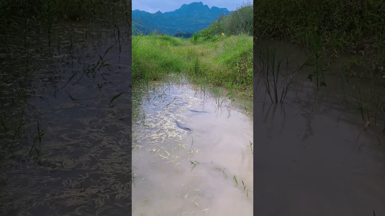 snake on water #snakewater