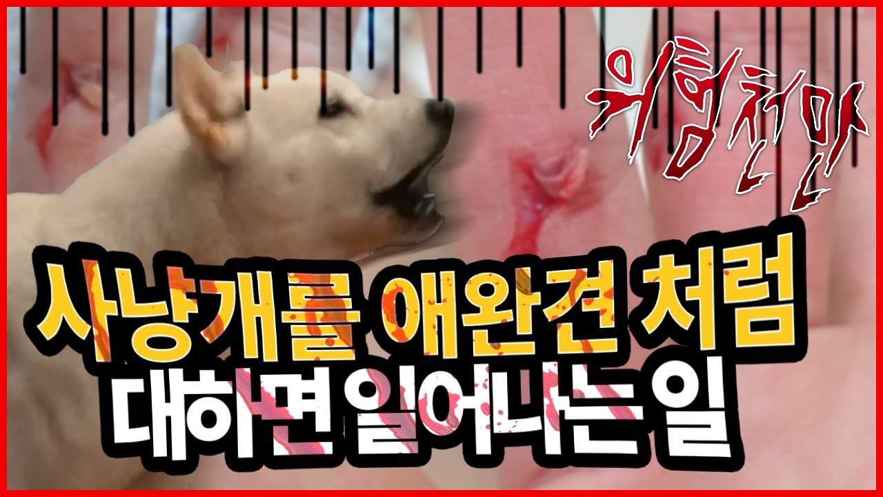 사냥개를 애완견처럼 대하면 생기는 일? 멧돼지 사냥개 아큼이 #진돗개교육