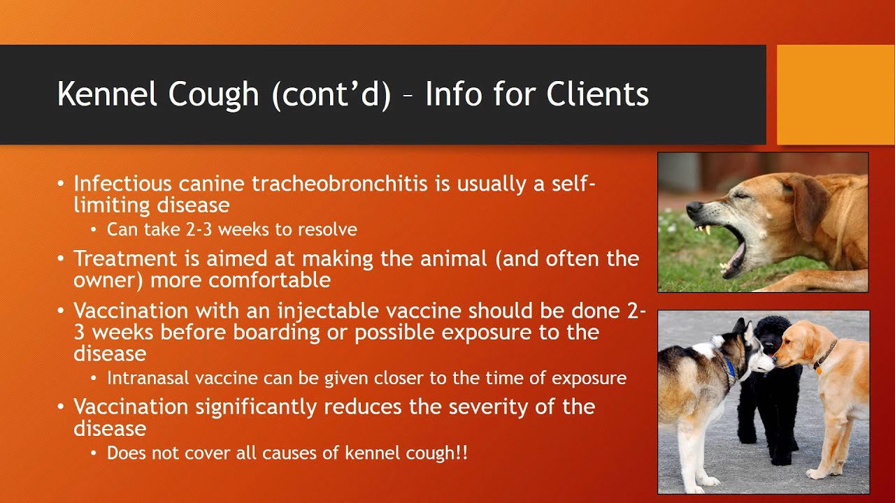 MBC Vet Tech Online Review 6.1 - Respiratory Diseases