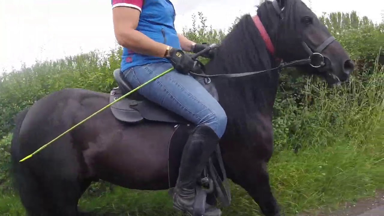 Riding Work with Chas the Fell Pony