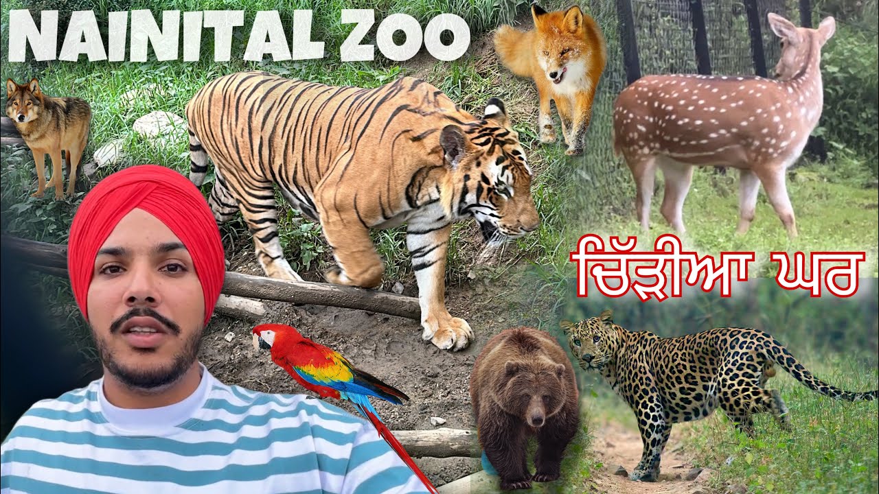 Nainital Zoo vich tiger Ne Dara ta 😰 Leopard 🐆 Uttarakhand Vlog