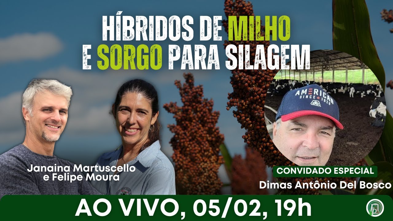 Híbridos de milho e sorgo para silagem