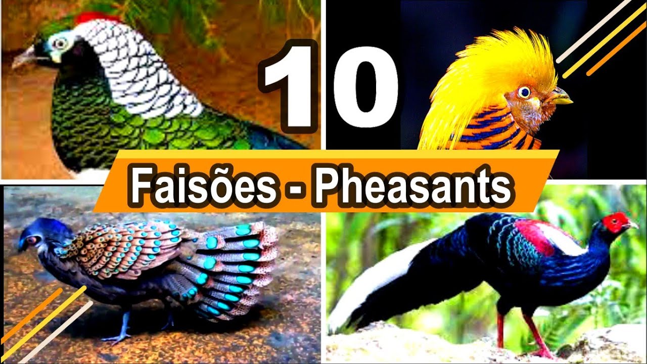 10 ESP&Eacute;CIES DE FAIS&Otilde;ES PARA VOC&Ecirc; - 10 PHEASANTS SPECIES FOR YOU