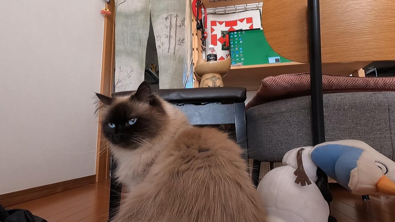 グリンとらん丸がご飯を食べ始めるまで、待っているボス猫グラン。　#グリンとグランの陽だまり日記　#猫
