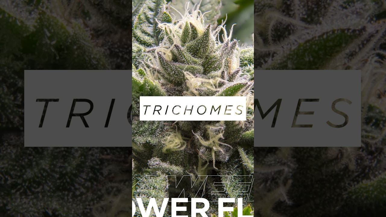 STACKING ON TRICHOMES | Week 4 Flower Update #shorts #flowers
