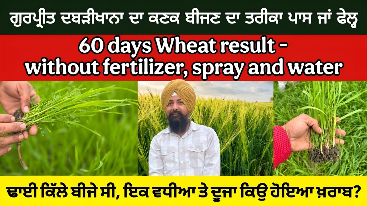 60 days wheat report, no water no spray। ਗੁਰਪ੍ਰੀਤ ਦਬੜੀਖਾਨਾ ਦਾ ਕਣਕ ਦੀ ਬਿਜਾਈ ਦਾ ਤਰੀਕਾ ਪਾਸ ਜਾਂ ਫੇਲ੍ਹ?
