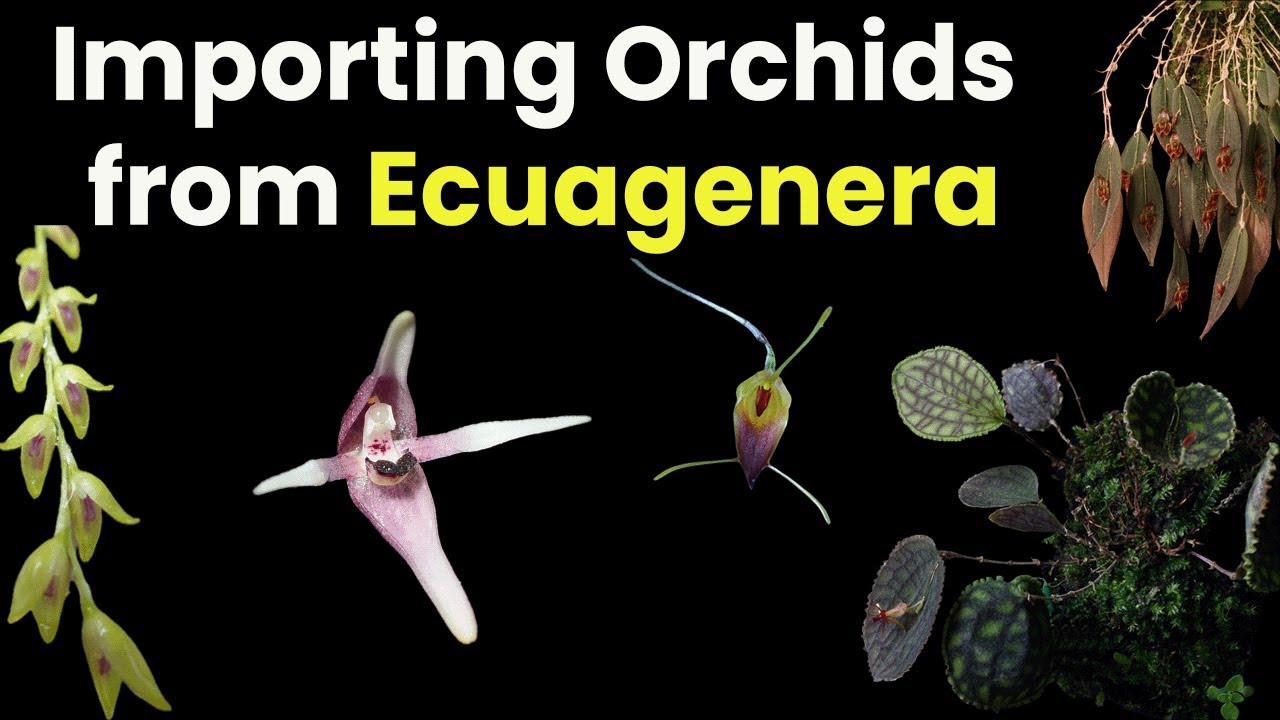 Importing and Acclimating Orchids (Lepanthes, Trisetella, and Pleurothallids)