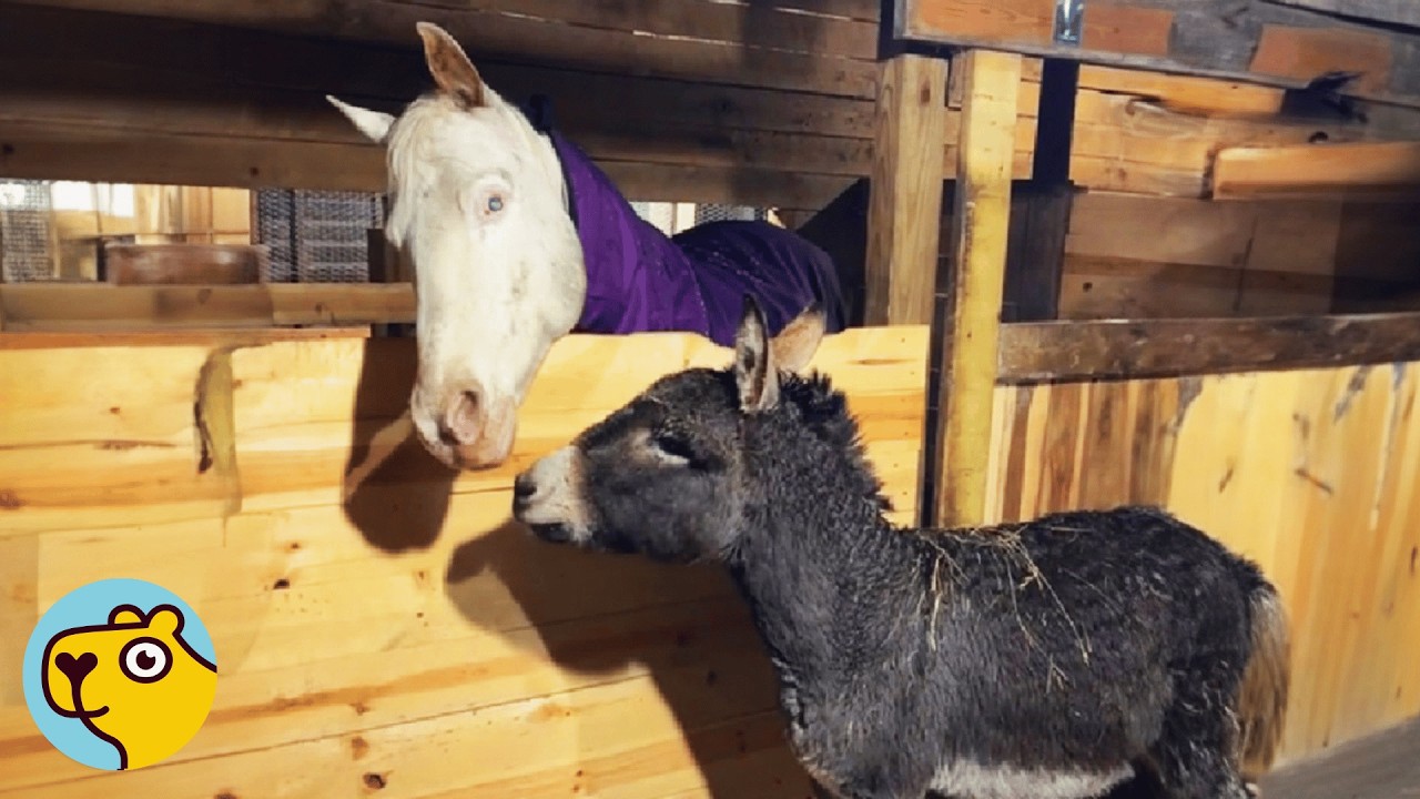 Donkey Leads Blind Horse Every Morning, But Wait Till You See How