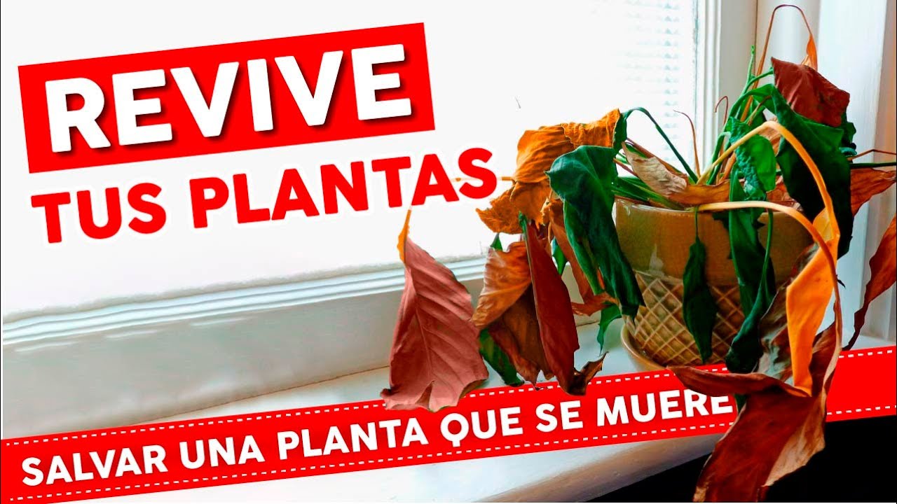 Como Revivir una Planta Seca o Marchita? y cómo saber si está muerta?