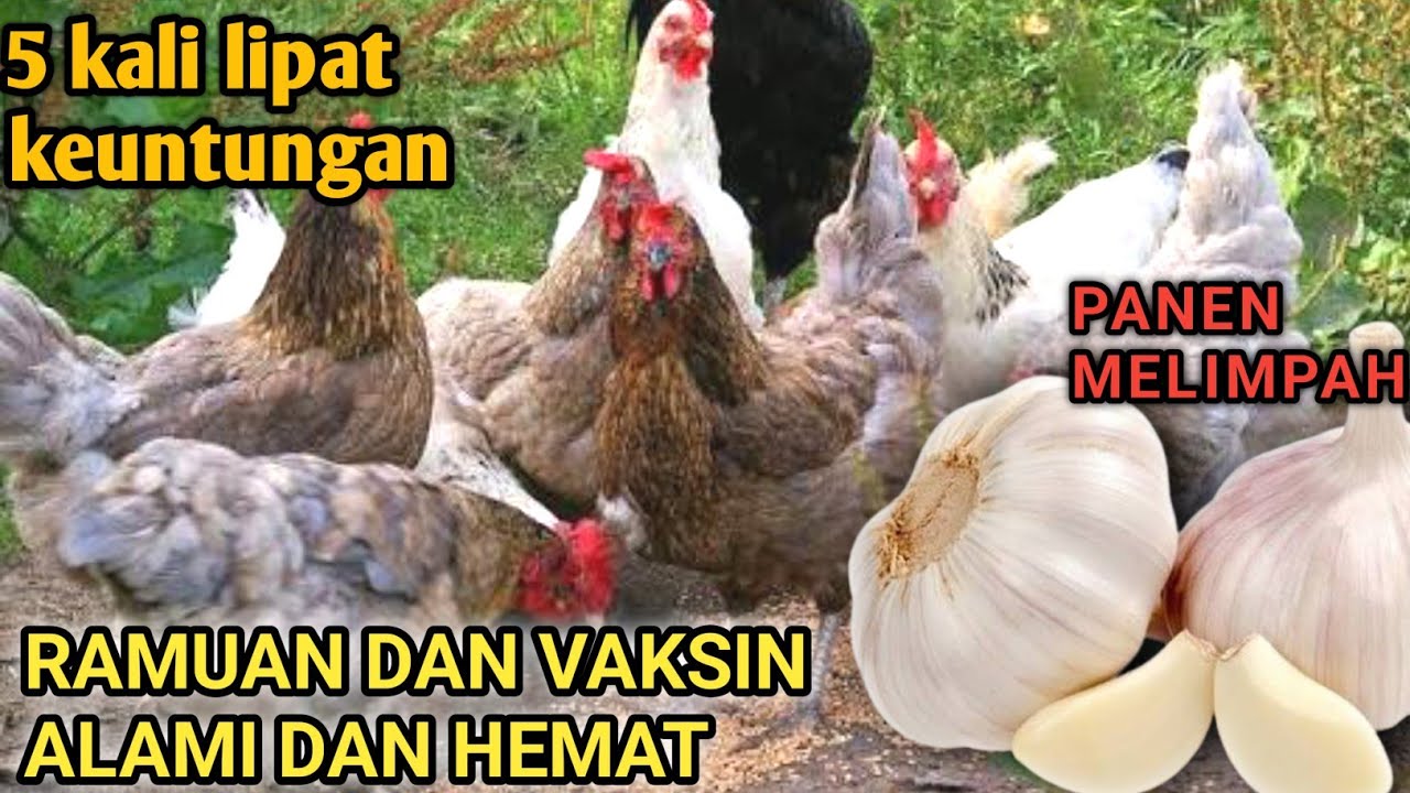 KHASIAT BAWANG PUTIH BUAT TERNAK DIJAMIN TERNAK MELIMPAH