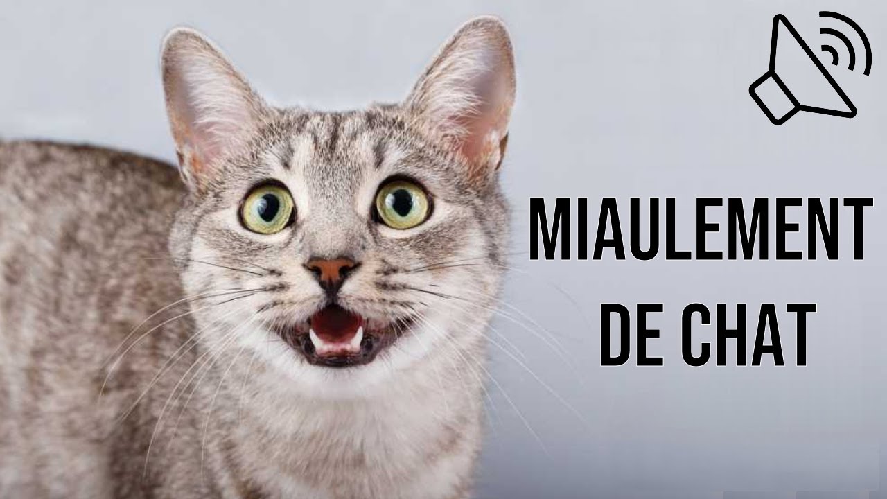 Miaulement de chat