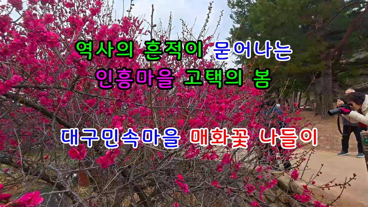 4K 대구 여행명소 꼭~ 가봐야 하는 추천명소 홍매화여행 달성화원 고즈넉한 전통마을 남평문씨 본리세거지