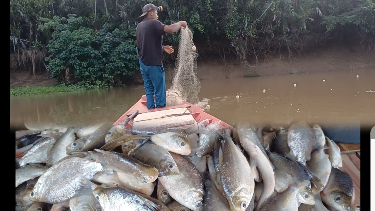 Mas uma aventura adrenalina pescaria no Rio mearim muita branquinha boa